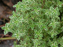 Thyme anti cancer herb